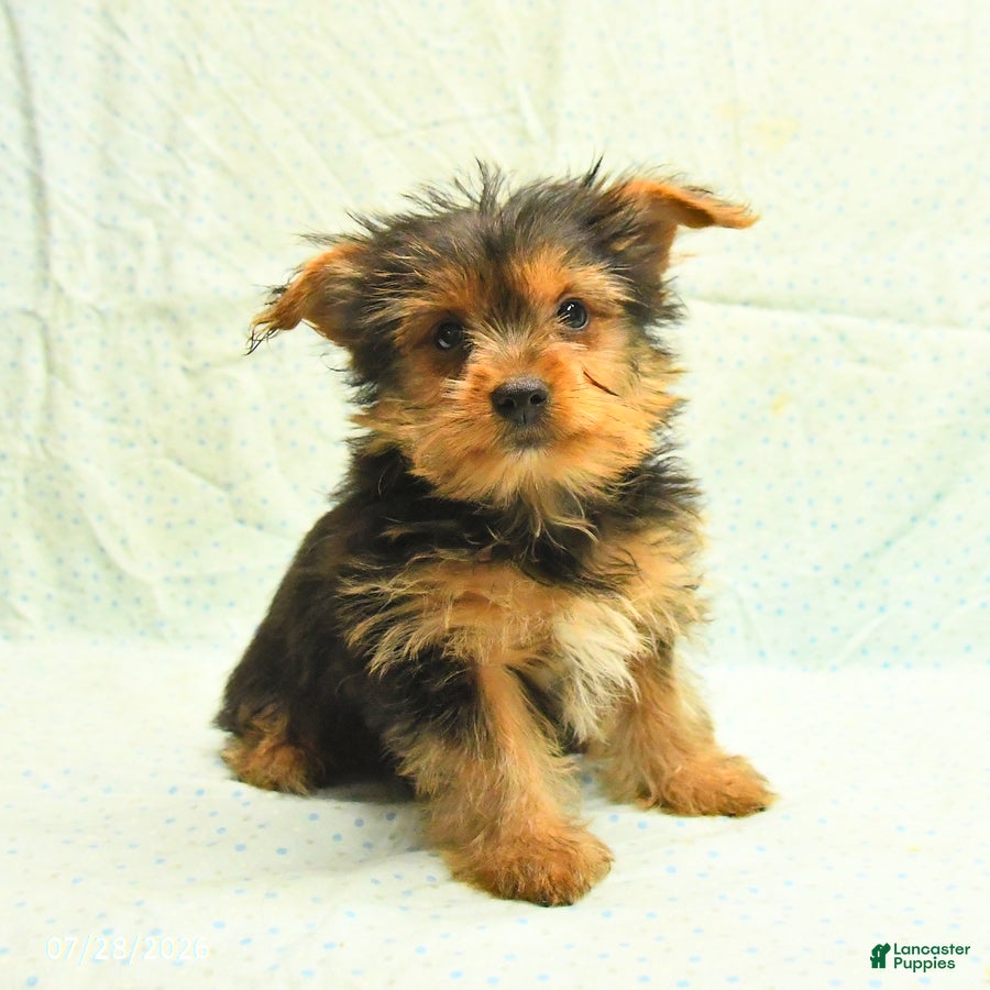 Yorkshire Terrier dogs Harry - Ad 1