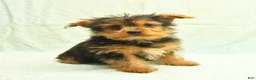 Yorkshire Terrier dogs for sale: Harry - Ad 1