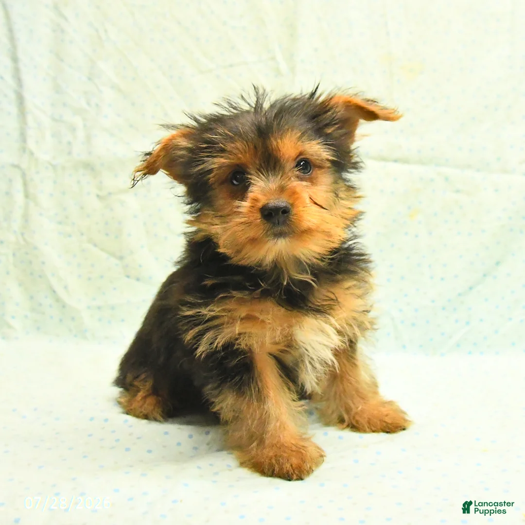 Yorkshire Terrier dogs for sale: Harry - Ad 1