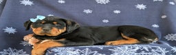 Rottweiler dogs for sale: Brandy - Ad 6