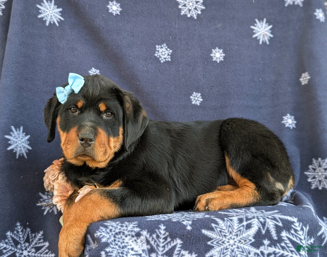 Rottweiler dogs for sale: Brandy - Ad 6