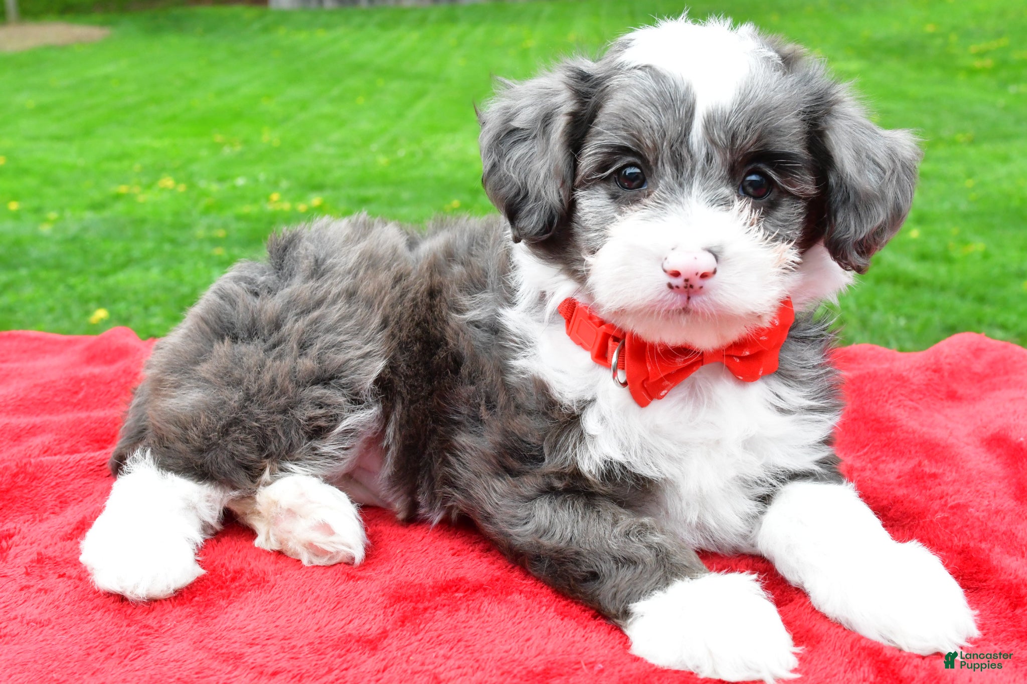 Mini Aussiedoodle dogs Barney - Ad 1