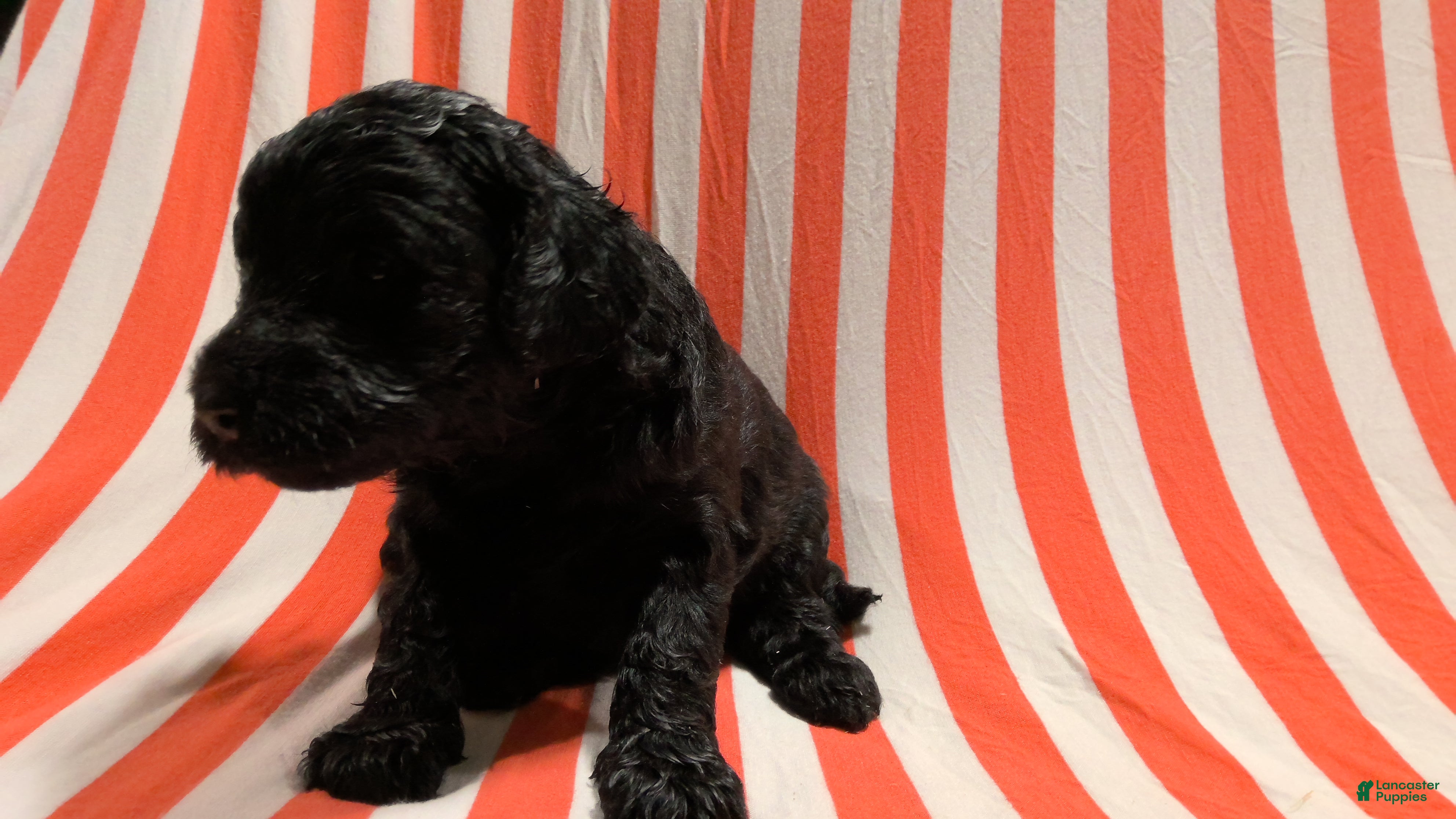 Mini Goldendoodle dogs Ella - Ad 2