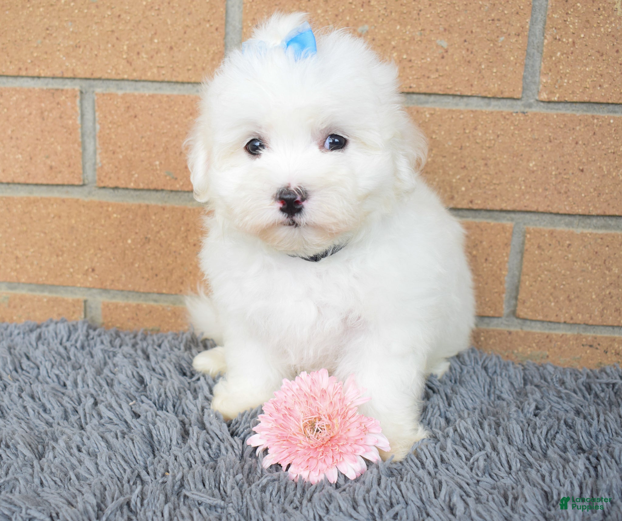 Maltese dogs Baxter 🐶 - Ad 2