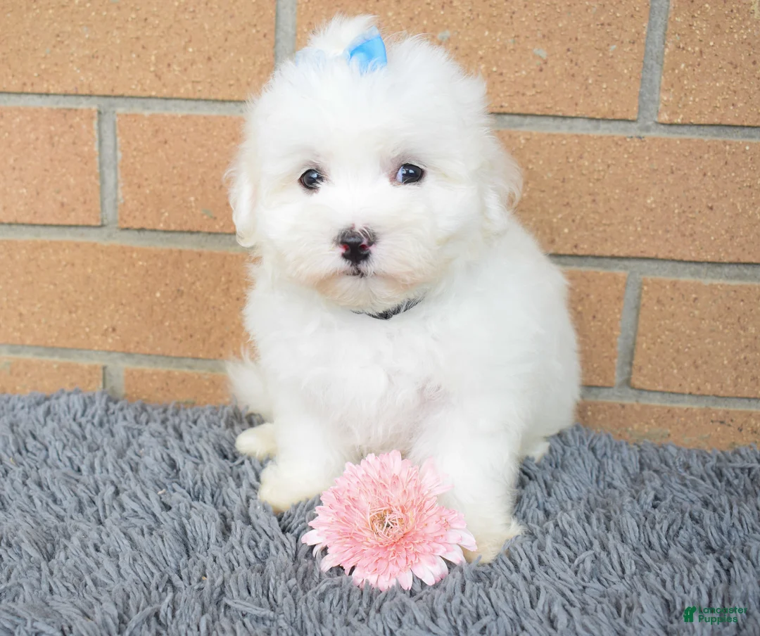 Maltese dogs for sale: Baxter 🐶 - Ad 1