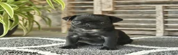 Pug dogs for sale: Teddy  - Ad 4