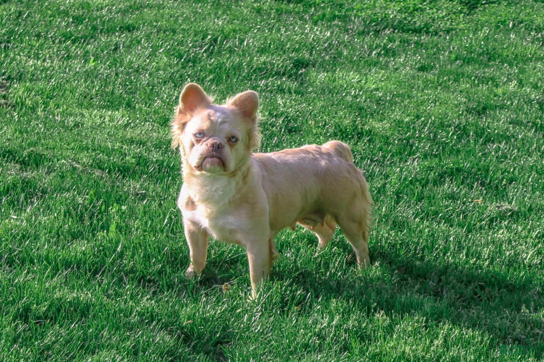 French Bulldog dogs for sale: Jade - Ad 14