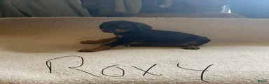 Doberman Pinscher Puppy 4