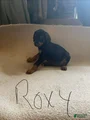 Doberman Pinscher Puppy 4