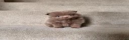 Pomeranian dogs for sale: Rex - Ad 14