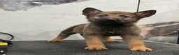 German Shepherd dogs for sale: German Shepherd Puppy 1 - Ad 1