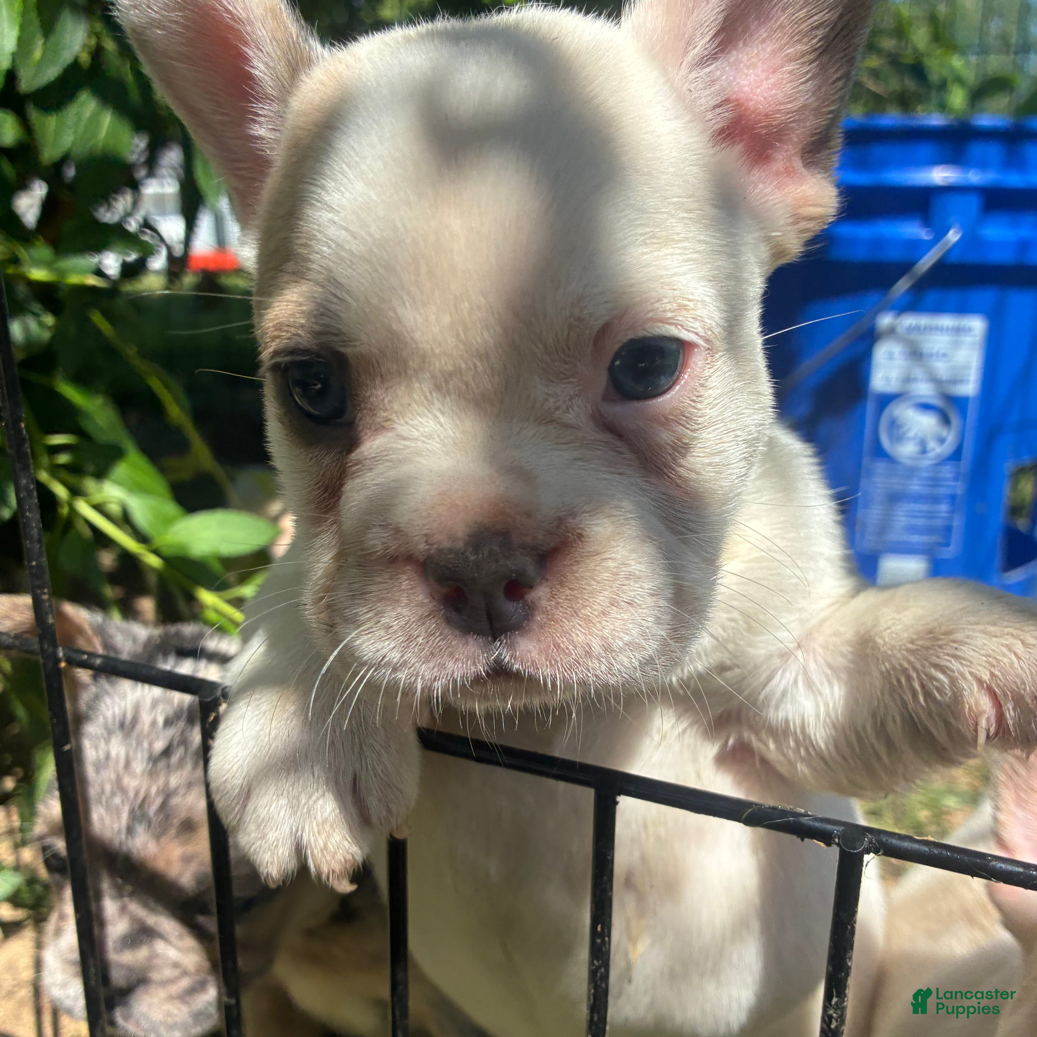 French Bulldog dogs French Bulldog Puppy 7 (standard fur) - Ad 2