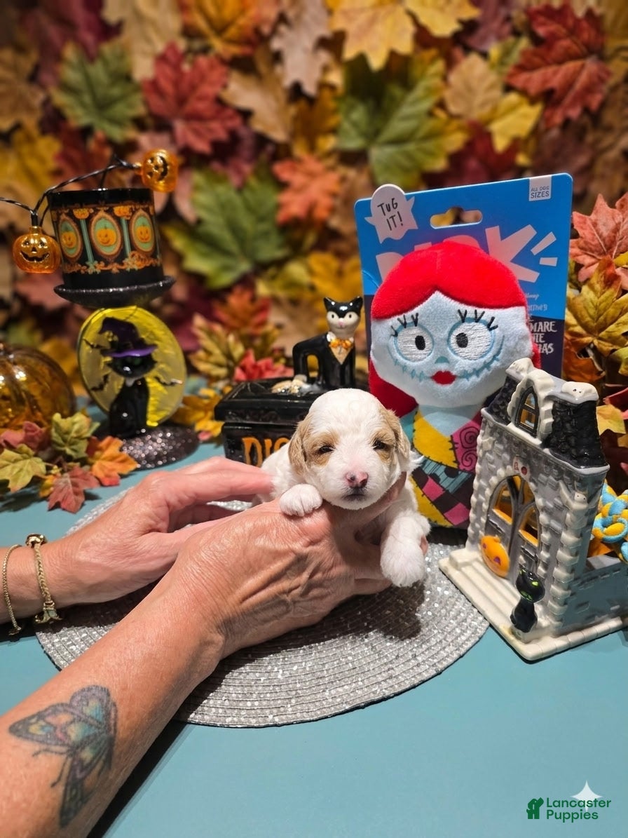 Toy Poodle dogs  SALLY  - Ad 2