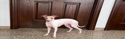 Italian Greyhound dogs for sale: Robbie - Ad 16