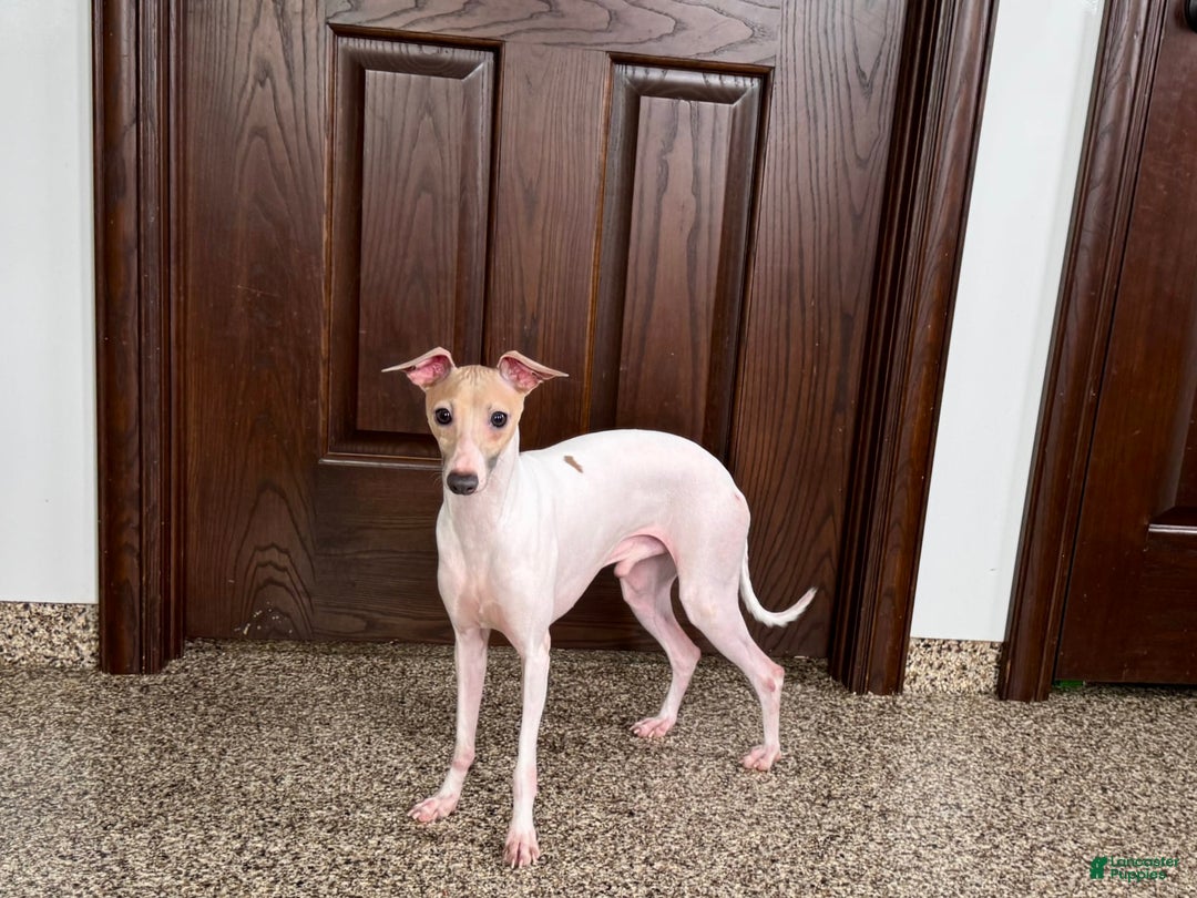 Italian Greyhound dogs for sale: Robbie - Ad 16