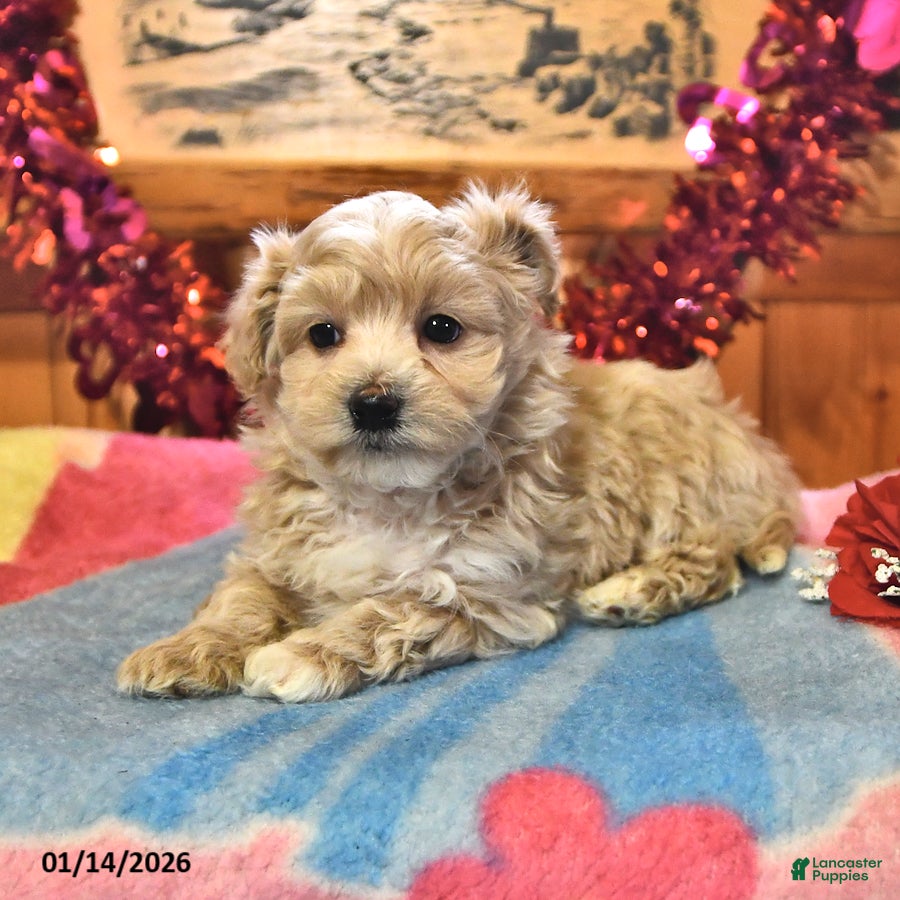 Maltipoo dogs Teddy - Ad 26