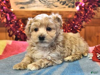 Maltipoo dogs Teddy - Ad 20