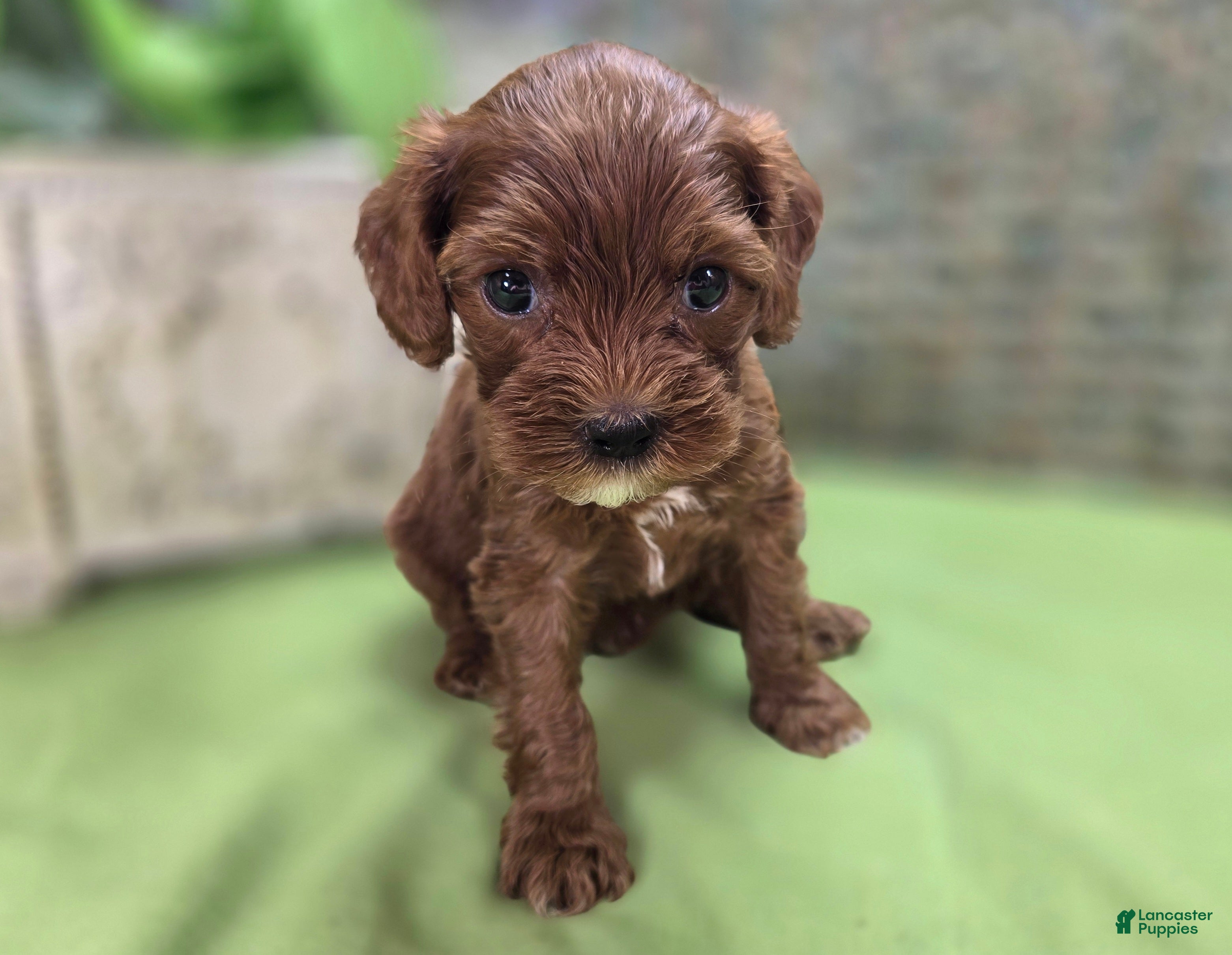 Cockapoo dogs Emily - Ad 23
