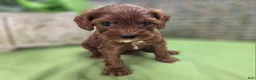 Cockapoo dogs for sale: Emily - Ad 11