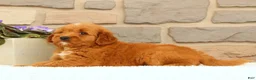 Mini Goldendoodle dogs for sale: Carmella - Ad 7