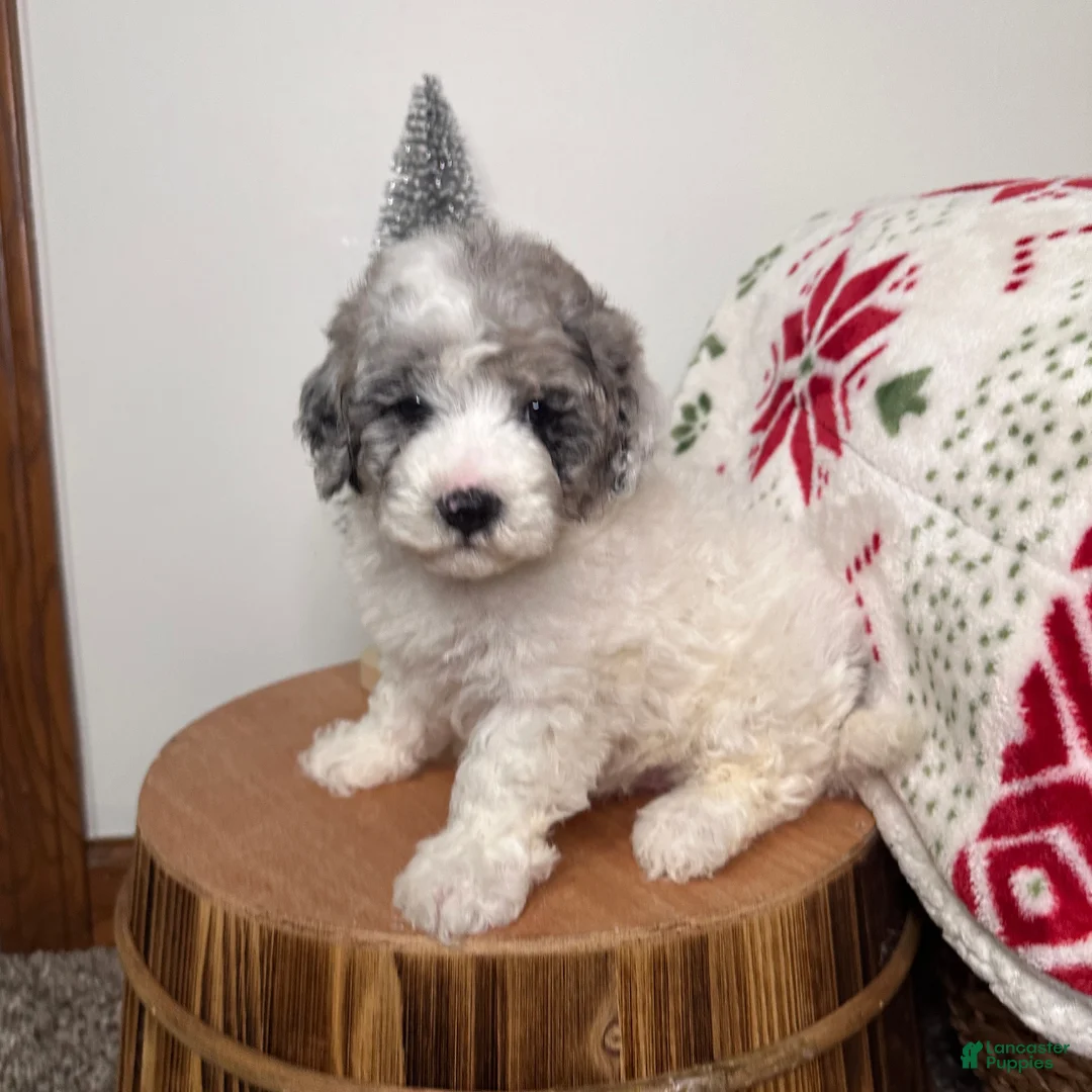 Cavapoo dogs for sale: Blizzard - Ad 1