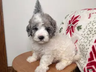 Cavapoo dogs Blizzard - Ad 6