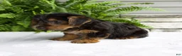 Yorkshire Terrier dogs for sale: Cassie - Ad 6