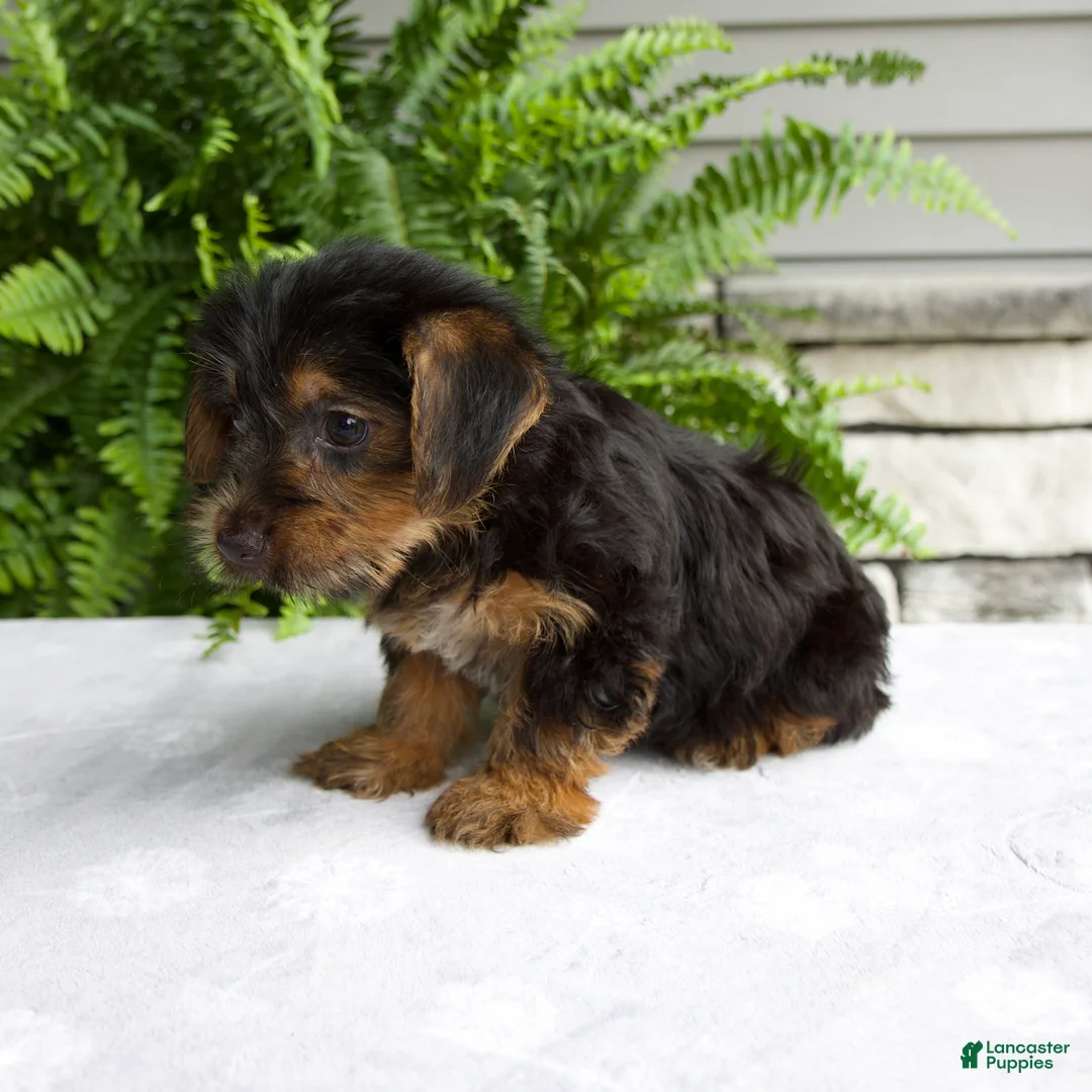 Yorkshire Terrier dogs for sale: Cassie - Ad 6