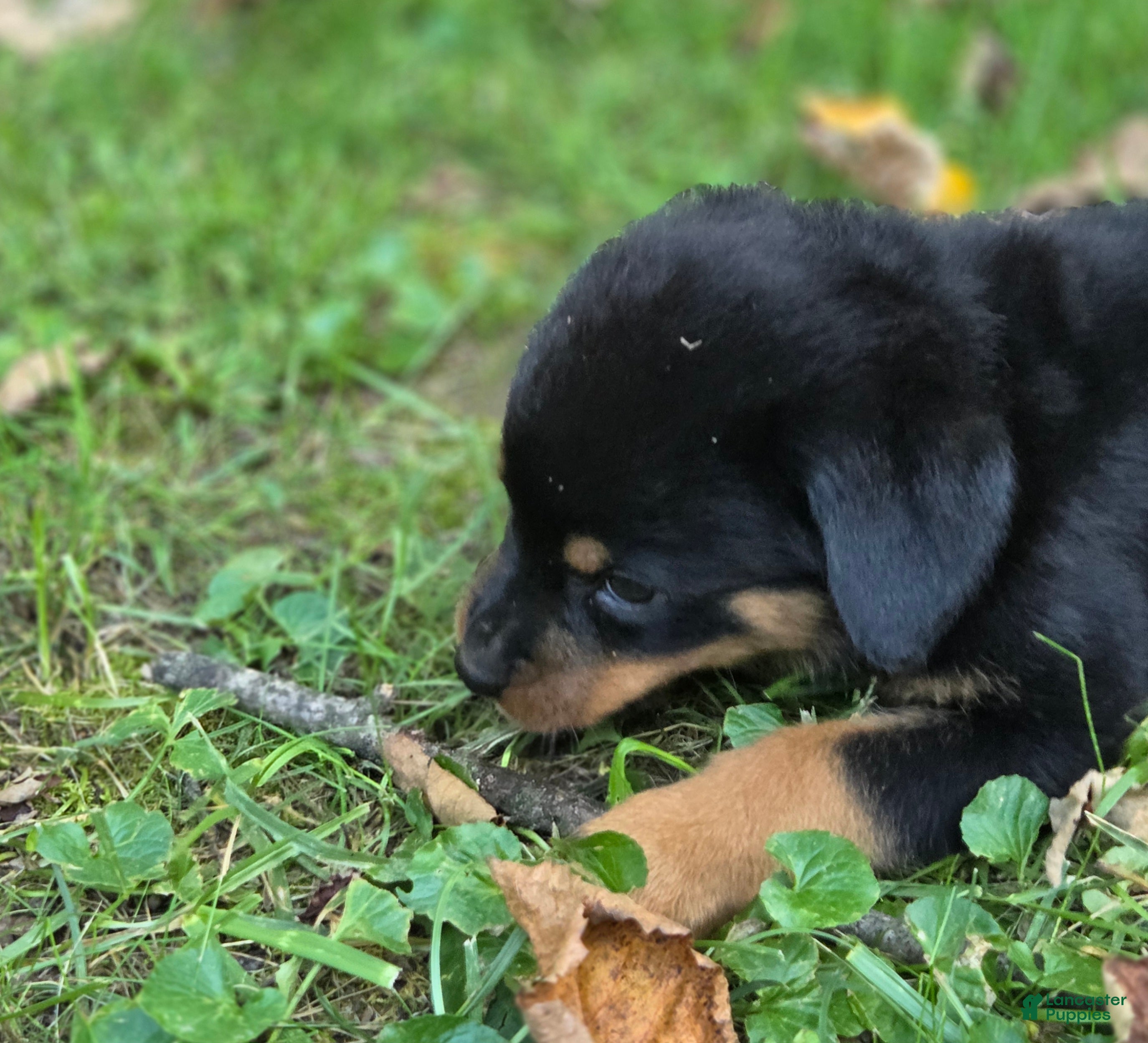 Rottweiler dogs Emerson - Ad 1
