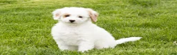 Mini Goldendoodle dogs for sale: Penelope  - Ad 1