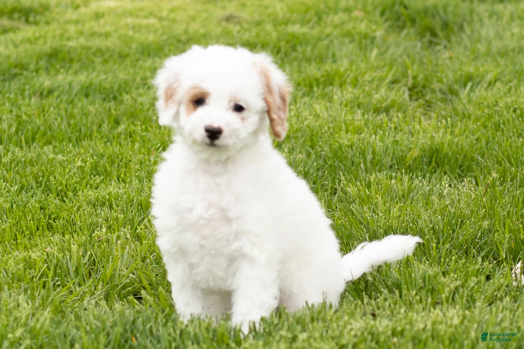 Mini Goldendoodle dogs for sale: Penelope  - Ad 1