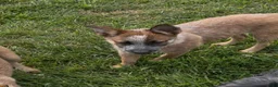 Australian Cattle Dog dogs for sale: Georgie Girl - Ad 1