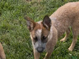 Australian Cattle Dog dogs Georgie Girl - Ad 40