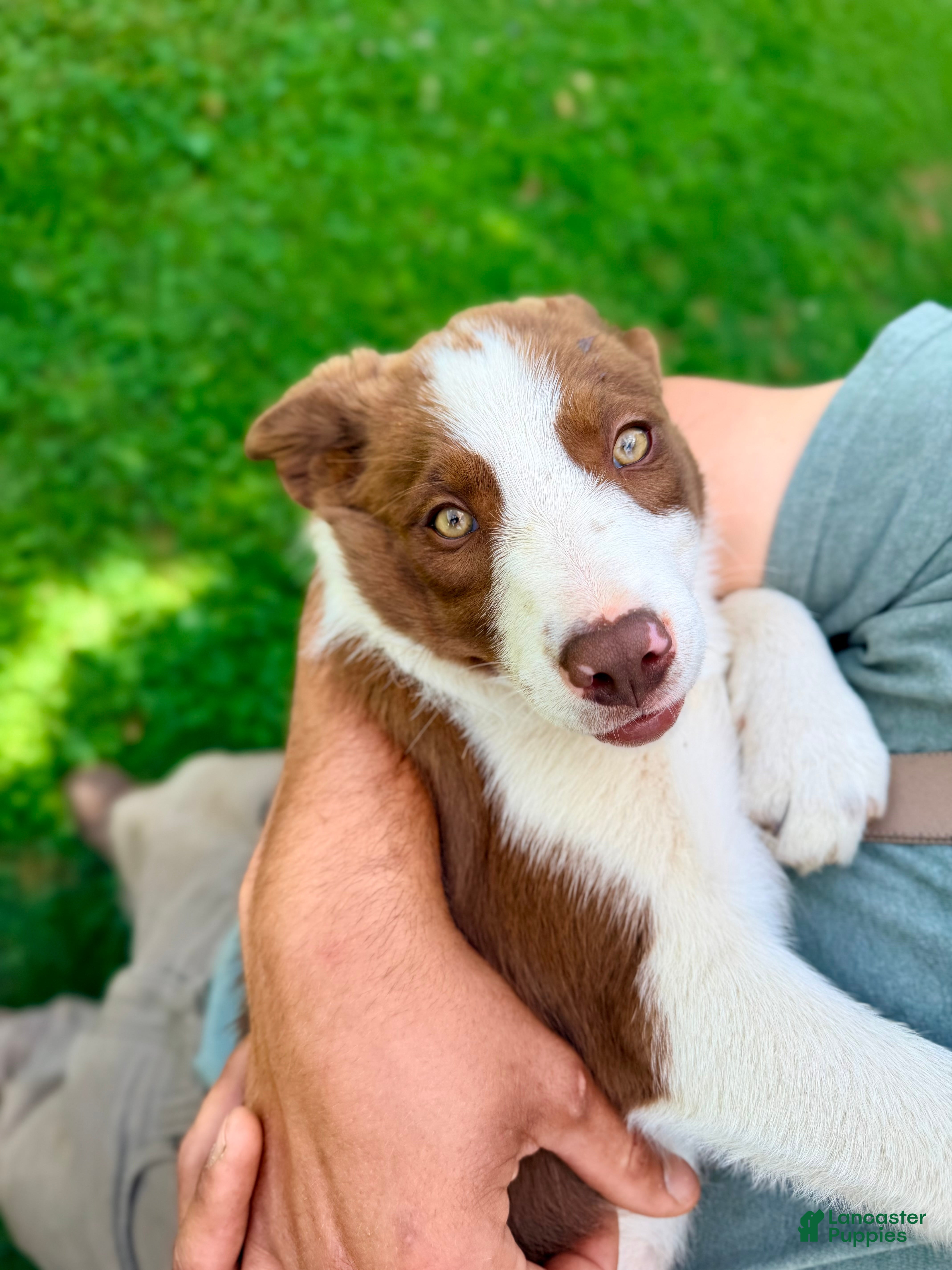 Border Collie dogs Olivia - Ad 2