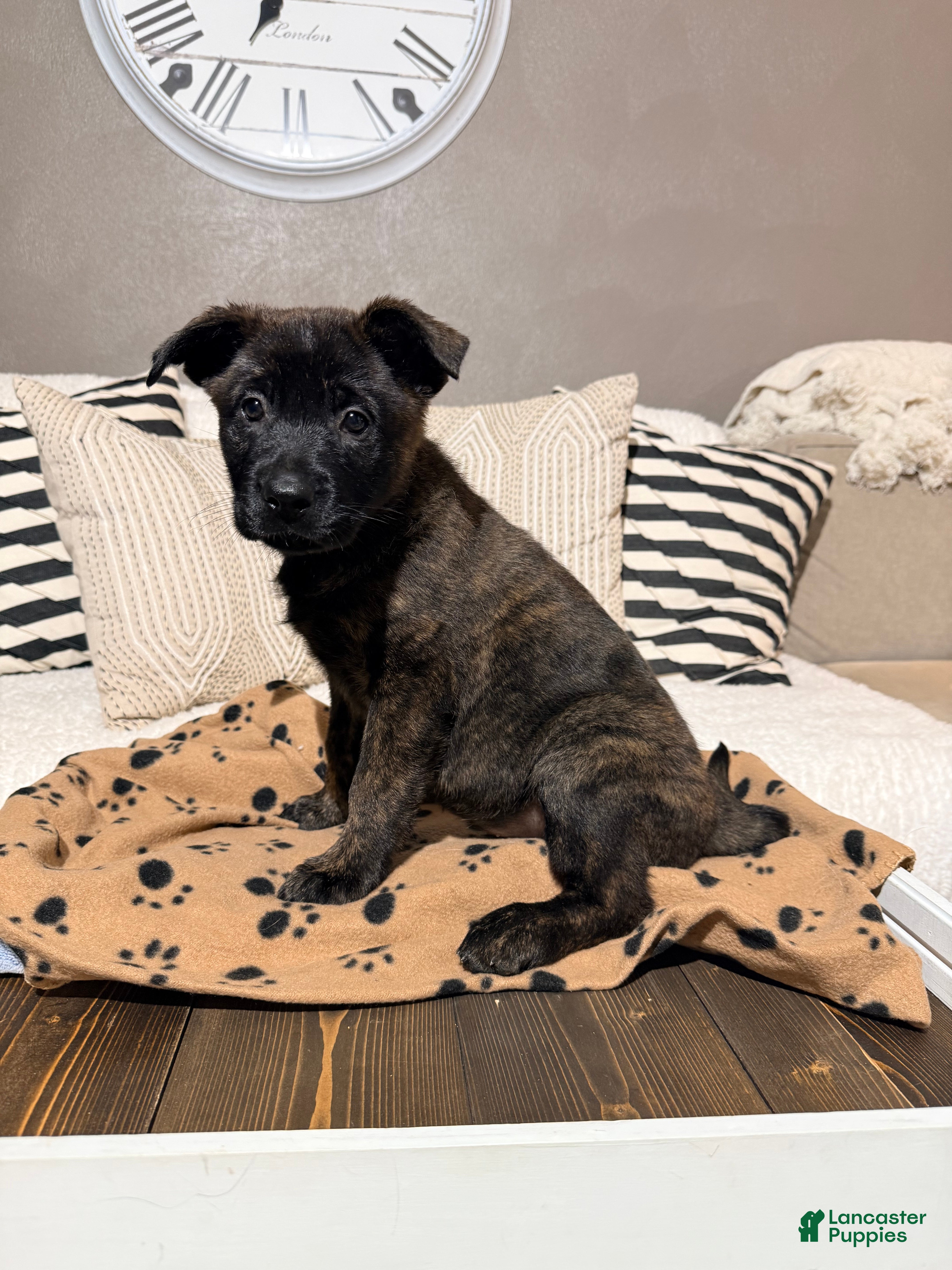 Mixed Breed dogs Dutch/German Shepherd Hybrid Puppy 3 - Ad 7