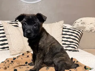 Mixed Breed dogs Dutch/German Shepherd Hybrid Puppy 3 - Ad 7