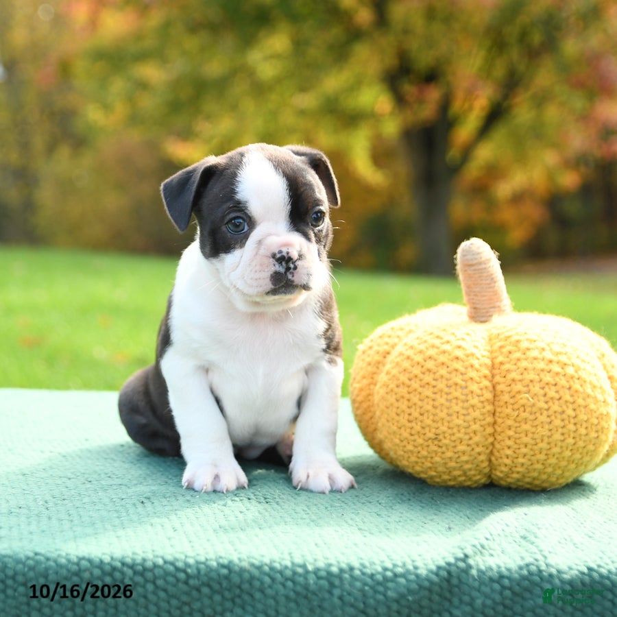 Boston Terrier dogs Nutella - Ad 2
