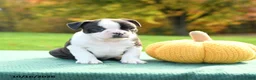 Boston Terrier dogs for sale: Nutella - Ad 2