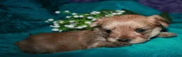 Morkie dogs for sale: Moses - Ad 16
