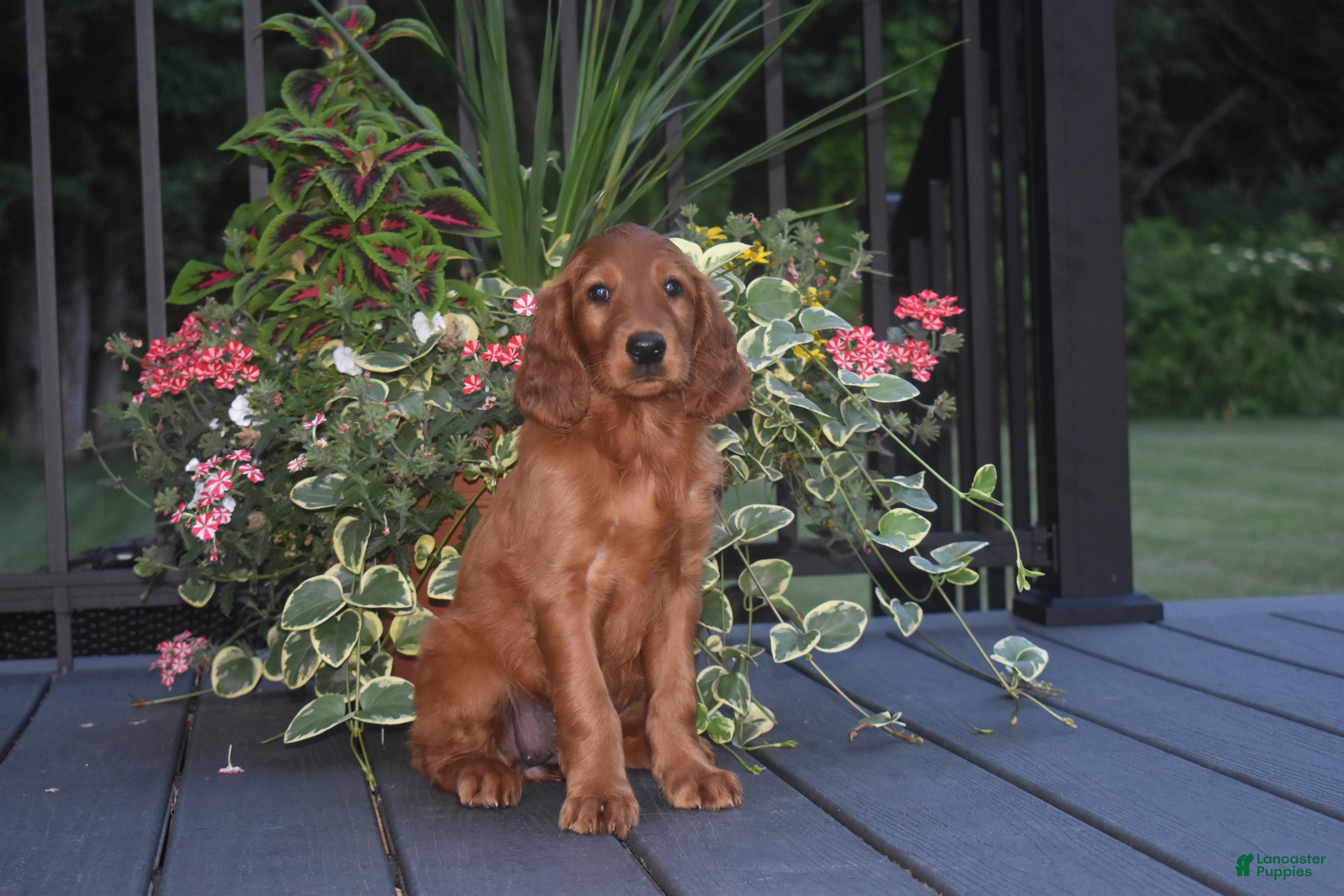 Irish Setter dogs Shelia - Ad 1