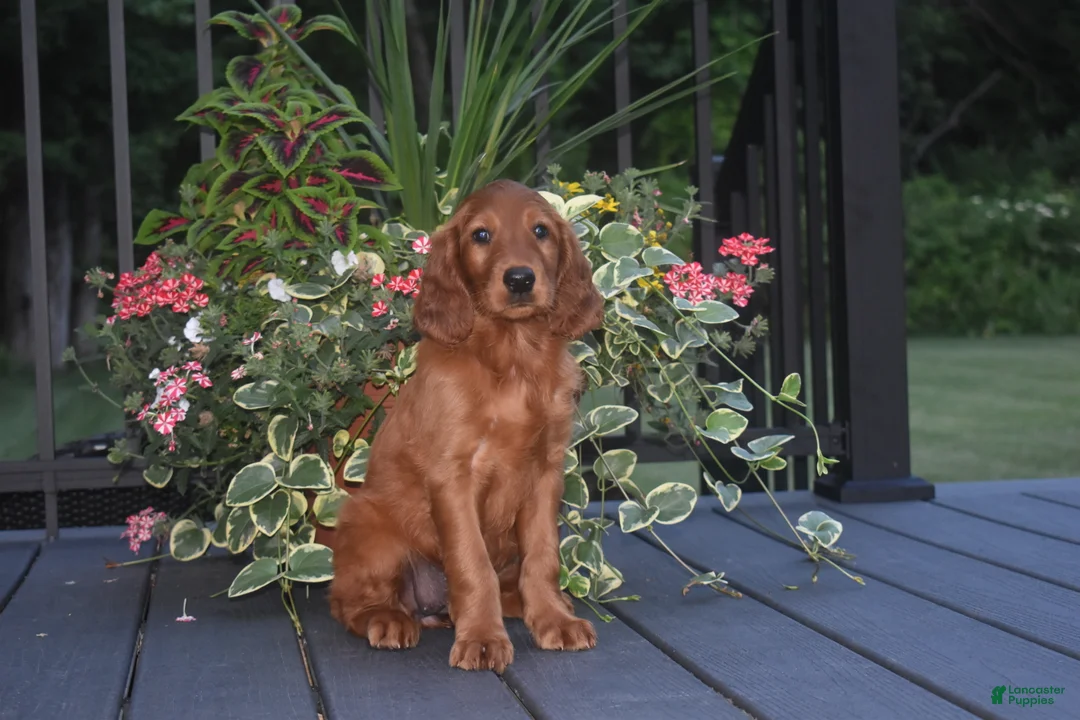 Irish Setter dogs for sale: Shelia - Ad 1