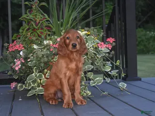 Irish Setter dogs for sale: Shelia - Ad 1