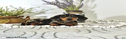 Miniature Dachshund dogs for sale: Percy - Ad 4