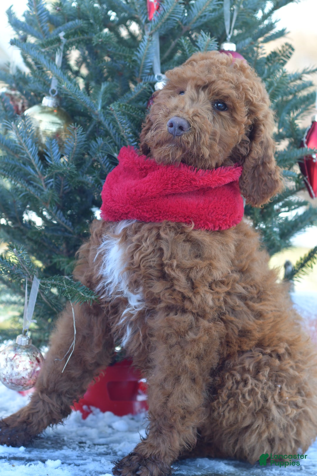 Standard Poodle dogs for sale: Clifford  - Ad 31