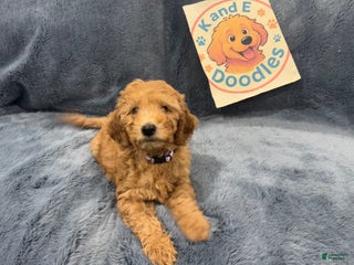 Goldendoodle dogs Goldendoodle Puppy 4 - Ad 39
