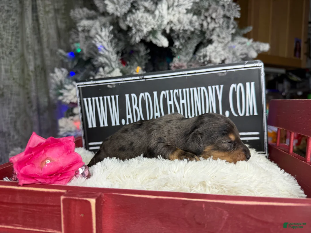 Miniature Dachshund dogs for sale: CReam  - Ad 20