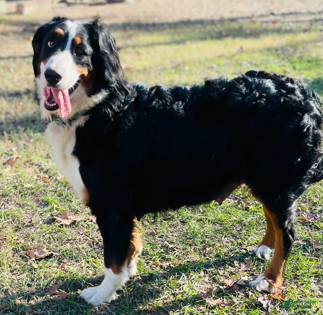 Bernedoodle dogs for sale: Jeannie - Ad 4