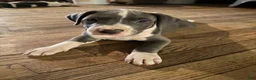 Mixed Breed dogs for sale: Baby 5 - Ad 2