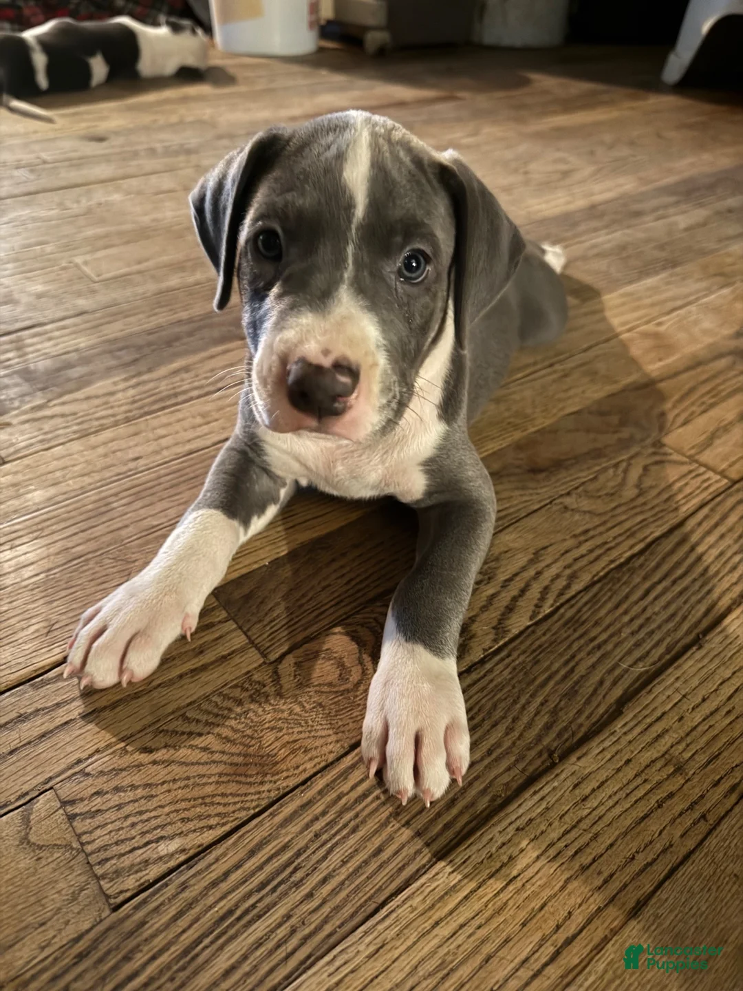 Mixed Breed dogs for sale: Baby 5 - Ad 2