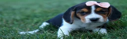 Beagle dogs for sale: Cleo 🌸 - Ad 13